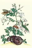 Moths and a Tree Boa-Maria Sibylla Merian-Art Print