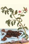 Shoreline Purslane with a Common Surinam Toad-Maria Sibylla Merian-Art Print