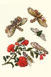 Sundown Cicada and a Peanut-Headed Lantern Fly-Maria Sibylla Merian-Art Print