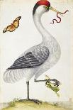 White Bird, with Red and Black Crest, a Snake in its Mouth-Maria Sibylla Merian-Art Print