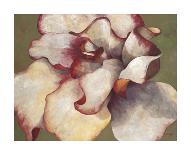 White Begonia-Maria Torróntegui-Framed Giclee Print