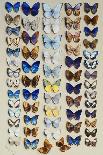 A packed plate of sixty-two butterflies-Marian Ellis Rowan-Framed Giclee Print