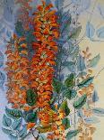 Australian Flower-Marian Ellis Rowan-Giclee Print