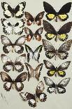 Sixty-Seven Lepidoptera, in Five Columns, Mostly Butterflies-Marian Ellis Rowan-Giclee Print