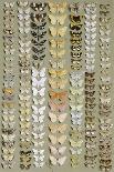 A packed plate of sixty-two butterflies-Marian Ellis Rowan-Framed Giclee Print