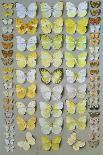 A packed plate of sixty-two butterflies-Marian Ellis Rowan-Giclee Print