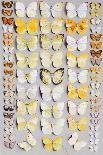 A packed plate of sixty-two butterflies-Marian Ellis Rowan-Framed Giclee Print