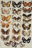 Fifteen Swallowtail butterflies (Family Papilionidae) in three columns-Marian Ellis Rowan-Giclee Print