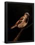 Essential Black