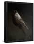 Essential Black