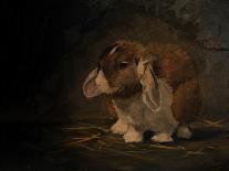 Resting Bunny Rabbit X-Marian Parsons-Art Print