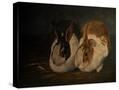 Stretched Canvas