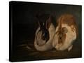 Stretched Canvas