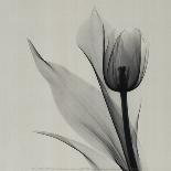 Tulips and Arum Lily-Marianne Haas-Art Print