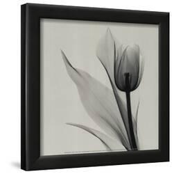 Affordable Photography Framed Posters For At Allposters Tulip By Marianne Haas