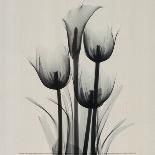 Tulip-Marianne Haas-Mounted Art Print