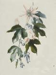 Orchid, 18Th Century-Marie-Anne-Giclee Print