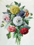Flower Pieces, Oriental Poppy-Marie-Anne-Giclee Print