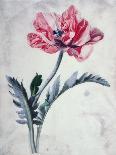 Ivy-Leaved Toad Flax-Marie-Anne-Giclee Print