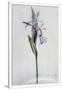 Gramercy White