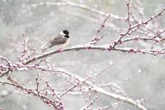 Baltimore oriole perched in pear blossom, New York, USA-Marie Read-Photographic Print