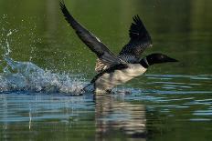 Common loon running across water to take flight-Marie Read-Photographic Print