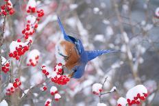 Eastern bluebird spreading wings for balance, New York-Marie Read-Photographic Print