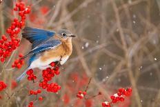 Eastern bluebird spreading wings for balance, New York-Marie Read-Photographic Print