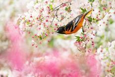 Baltimore oriole perched in pear blossom, New York, USA-Marie Read-Photographic Print