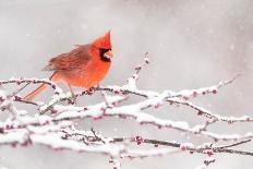 American goldfinch in breeding plumage, New York, USA-Marie Read-Photographic Print