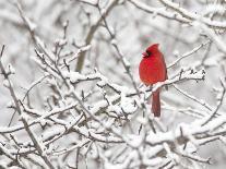 Male Northern cardinal in breeding plumage, New York, USA-Marie Read-Photographic Print