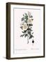 Marienbourg Rose, Rosa Pimpinellifolia Mariaeburgensis-Pierre Joseph Redoute-Framed Giclee Print
