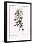 Marienbourg Rose, Rosa Pimpinellifolia Mariaeburgensis-Pierre Joseph Redoute-Framed Giclee Print