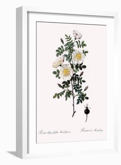 Marienbourg Rose, Rosa Pimpinellifolia Mariaeburgensis-Pierre Joseph Redoute-Framed Giclee Print