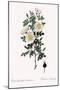 Marienbourg Rose, Rosa Pimpinellifolia Mariaeburgensis-Pierre Joseph Redoute-Mounted Giclee Print