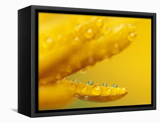 Marigold, Calendula Officinalis, Bielefeld, Germany-Thorsten Milse-Framed Stretched Canvas