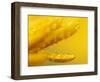 Marigold, Calendula Officinalis, Bielefeld, Germany-Thorsten Milse-Framed Photographic Print