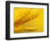 Marigold, Calendula Officinalis, Bielefeld, Germany-Thorsten Milse-Framed Photographic Print