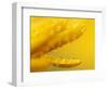 Marigold, Calendula Officinalis, Bielefeld, Germany-Thorsten Milse-Framed Photographic Print