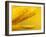 Marigold, Calendula Officinalis, Bielefeld, Germany-Thorsten Milse-Framed Photographic Print