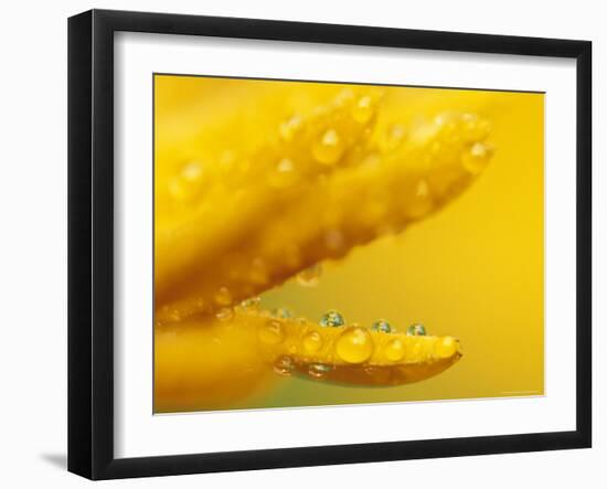 Marigold, Calendula Officinalis, Bielefeld, Germany-Thorsten Milse-Framed Photographic Print