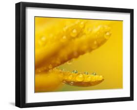 Marigold, Calendula Officinalis, Bielefeld, Germany-Thorsten Milse-Framed Photographic Print