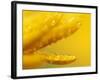 Marigold, Calendula Officinalis, Bielefeld, Germany-Thorsten Milse-Framed Photographic Print