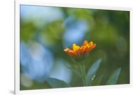 Marigold, Calendula officinalis, blossom, close-up-David & Micha Sheldon-Framed Photographic Print