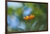 Marigold, Calendula officinalis, blossom, close-up-David & Micha Sheldon-Framed Photographic Print