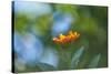 Marigold, Calendula officinalis, blossom, close-up-David & Micha Sheldon-Stretched Canvas