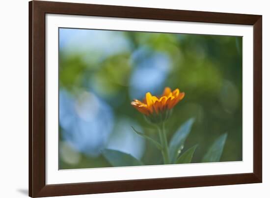 Marigold, Calendula officinalis, blossom, close-up-David & Micha Sheldon-Framed Photographic Print