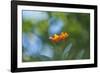 Marigold, Calendula officinalis, blossom, close-up-David & Micha Sheldon-Framed Photographic Print