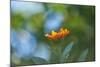 Marigold, Calendula officinalis, blossom, close-up-David & Micha Sheldon-Mounted Photographic Print