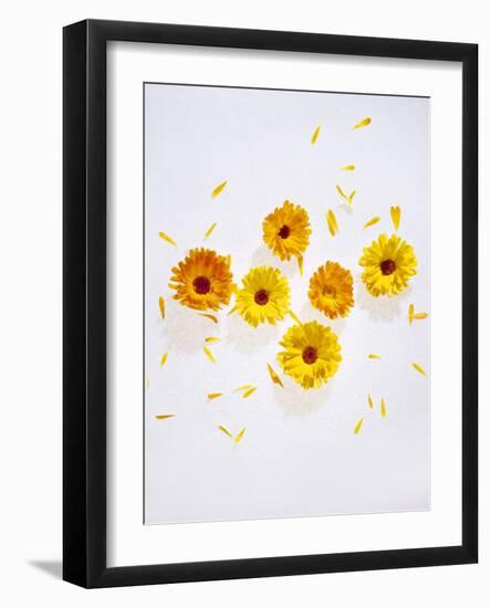 Marigold, Calendula Officinalis, Blossoms, Petals, Orange, Still Life-Axel Killian-Framed Photographic Print